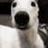 Borzoi_Scared emote for Discord