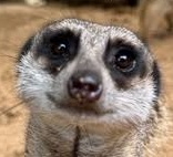 MrMeerkat1 emote for Discord