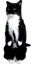 maxwellstand emote for Discord