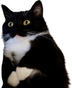 maxwellmortified emote for Discord