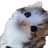 Ermcat emote for Discord