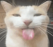 Bleh emote for Discord