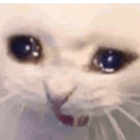 catcry emote for Discord