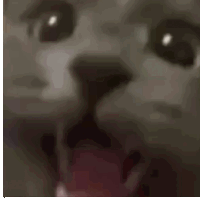 cataaa emote for Discord