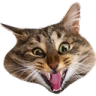 cat_plushkiv emote for Discord