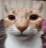 Myhonestreaction emote for Discord