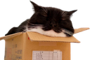 maxwellsleepy emote for Discord