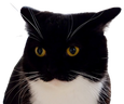 maxwellangry emote for Discord