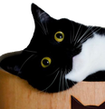 maxwellwat emote for Discord