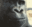 monkewhat emote for Discord