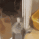 cat_yipee emote for Discord