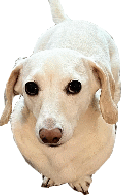 Whitney_Chewston emote for Discord