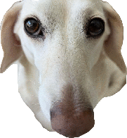 Homophobic_Dog emote for Discord