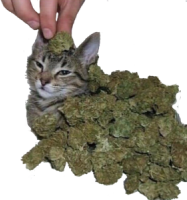 weed_cat emote for Discord