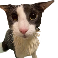 soggy emote for Discord
