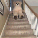 BearHello emote for Discord