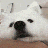 SweetDog emote for Discord
