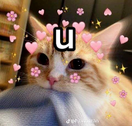 cat_loving_u emote for Discord