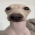 DogSniff emote for Discord