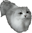 thiscatjustj emote for Discord