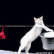 cat_washing_clothes emote for Discord