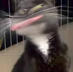 maluquete emote for Discord