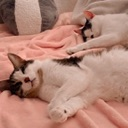 cats_sleepybuddies emote for Discord