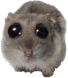 smolhamster emote for Discord