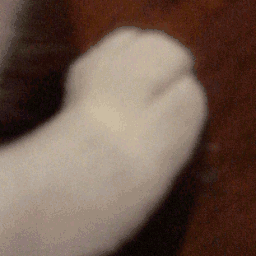peets emote for Discord