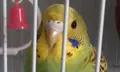 hi emote for Discord