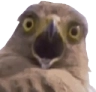 ShockedBirb emote for Discord