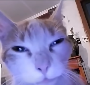 cat emote for Discord
