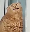 BieautyfullCat emote for Discord