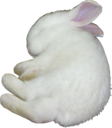 bunny emote for Discord
