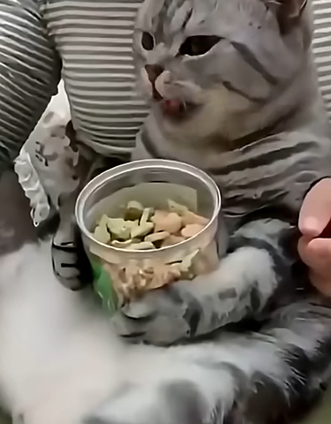 cat emote for Discord