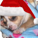 ChristmasDogCry emote for Discord