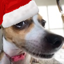 ChristmasDogSus emote for Discord
