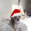ChristmasDoggy emote for Discord