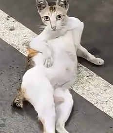 cat emote for Discord