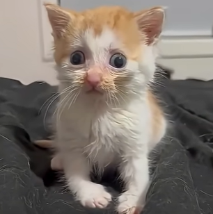 cat emote for Discord