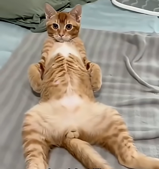 cat emote for Discord