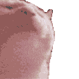 cat emote for Discord