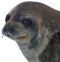 annoyed_seal emote for Discord