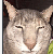 1230 emote for Discord