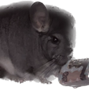 chinchilla_money emote for Discord