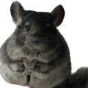 chinchilla_relax emote for Discord