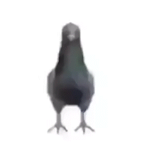 pigeon emote for Discord