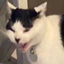 cat_scream emote for Discord