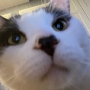 cat_stare emote for Discord