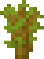 acacia_sapling emote for Discord